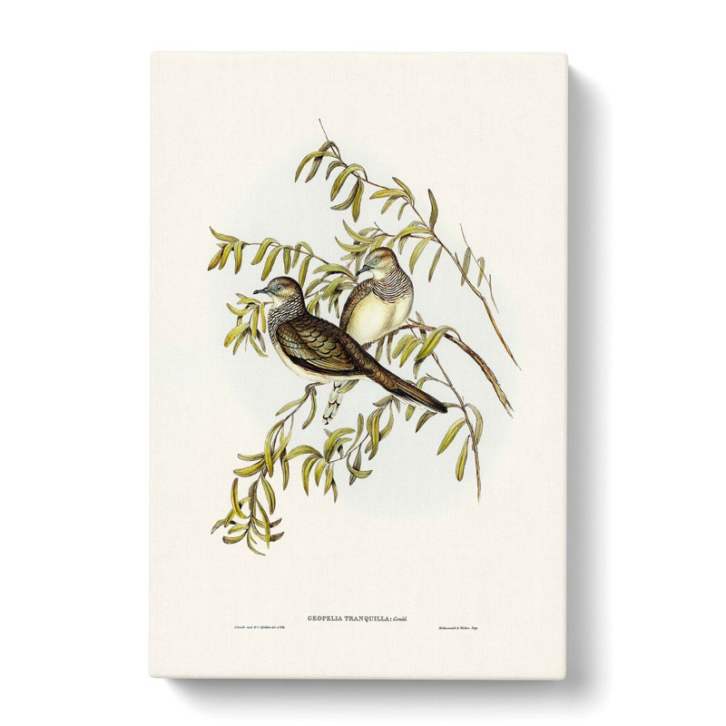 Peaceful Ground Doves by Elizabeth Gould - Wrapped Canvas Print, 50cm H x 35cm W x 3cm D
