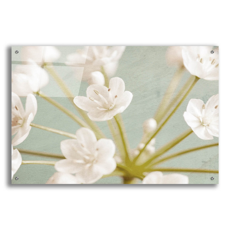 Epic Art «Little White Flowers On Blue» par Tom Qua «Little White Flowers On Blue» par Tom Quartermaine