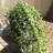 26'' Faux Succulent Plant in Planter