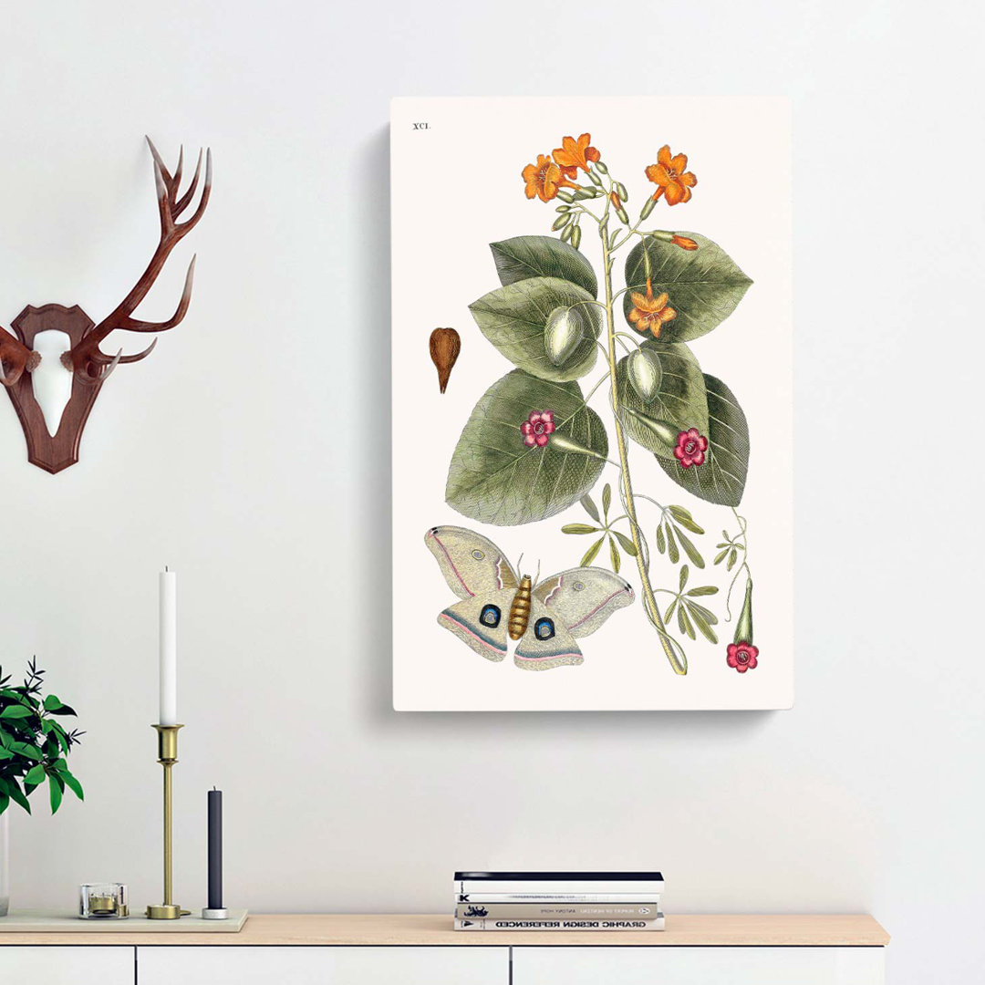 Great Moth by Mark Catesby - Wrapped Canvas