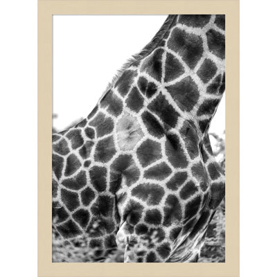 Super Safari No 3 Giraffe by Shot by Clint Wood Framed Wall Art Print