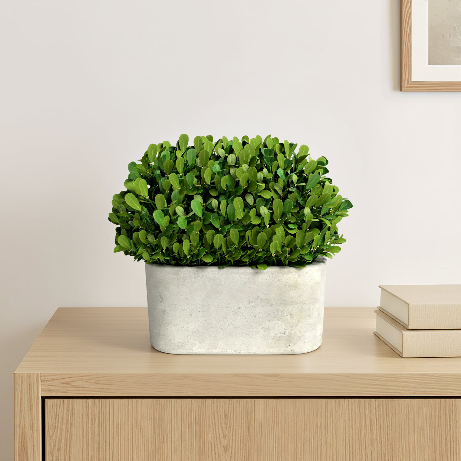 Alby 9'' Boxwood Topiary in Ceramic Pot