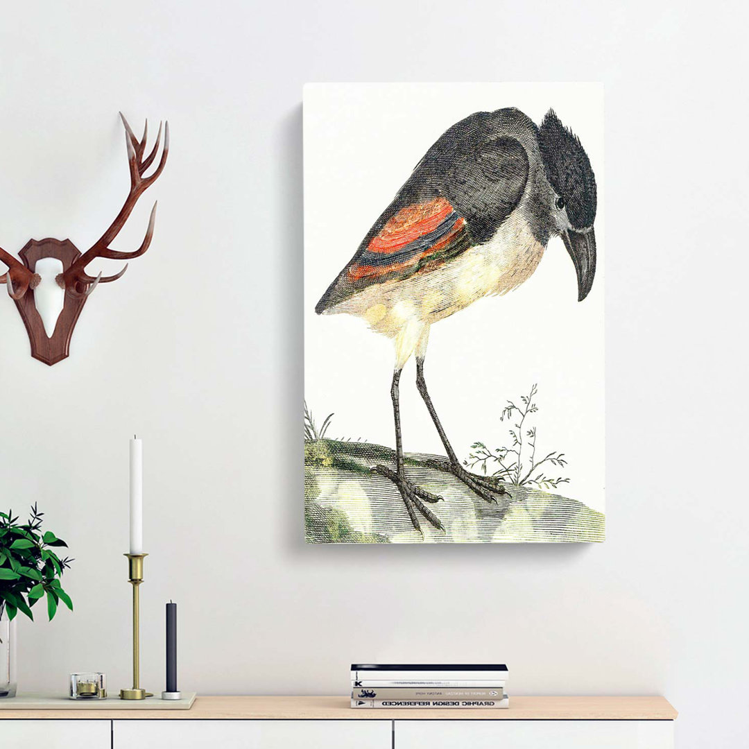 Boat-Billed Heron by Johan Teyler - Wrapped Canvas