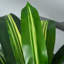 110cm Faux Dracaena Plant in Cement Pot