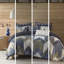 Édredon imprimé bleu marine - Double / grand, coton avec rembourrage, 2 taies décoratives assorties pour un charmant voyage bleu marine, coton, sanctuaire paisible-119384738-119384739