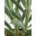 Florida House Plants Blue Chalksticks Plant Senecio Mandraliscae | Wayfair