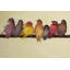 «Bird Family», reproduction sur toile