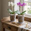 Decorative Jar 1-470207193-470207194