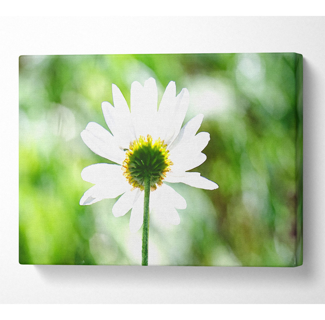 Daisy In The Sun - Kunstdrucke auf Leinwand