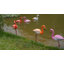 Flamant rouge flottant et blanc