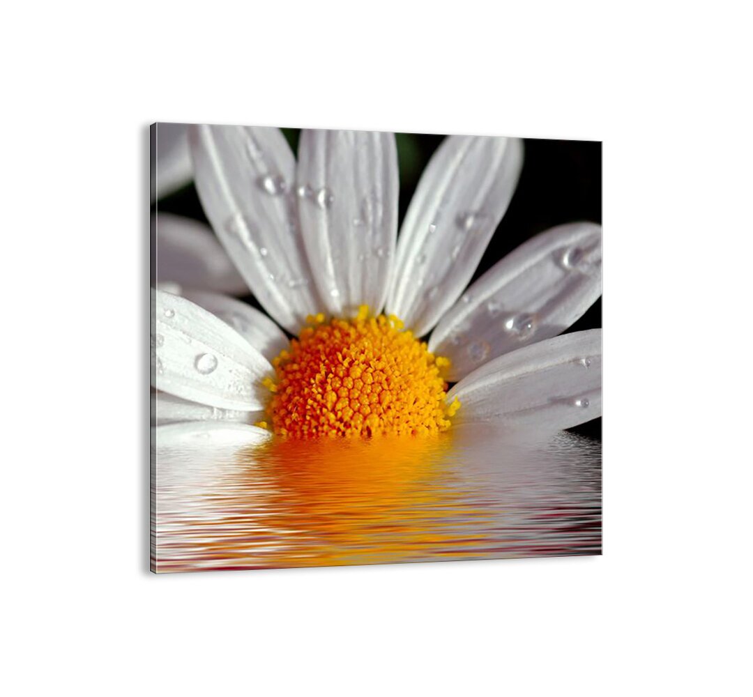 Leinwandbild - Fotografie „Sun Rising Daisies”