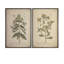 Grand Botanical Framed Wall Art - Set of 2