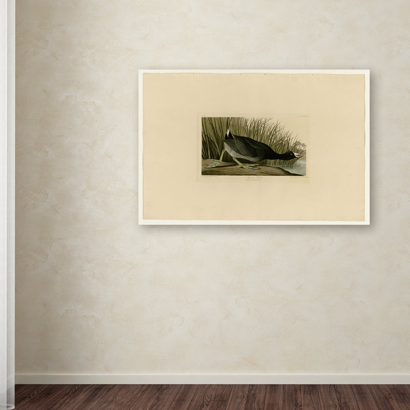 "american coot" par john james audubon, reproduction d’art sur toile tendue, H 10 po x l 19 po x P 2 po