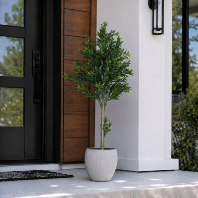 Primrue olive en pot