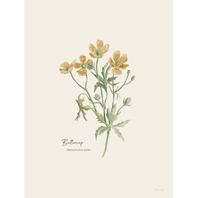 " Buttercup " by Cindy Jacobs