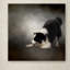 «Ready to Play Border Collie», impression sur toile tendue Vidur-22073358