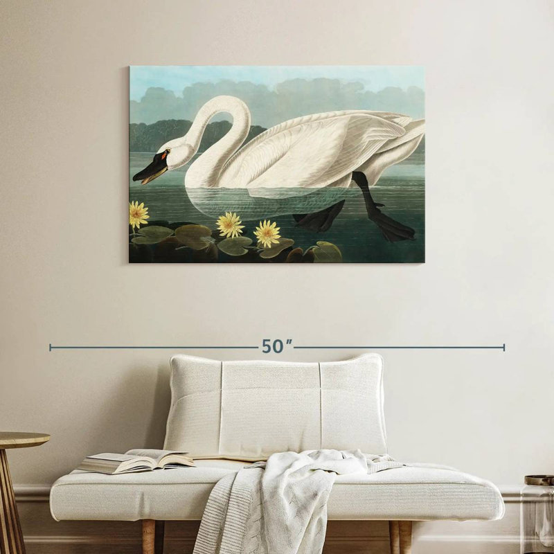 Brampt Common American Swan, 26" H x 39" W