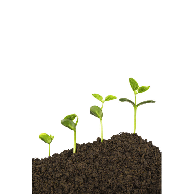 New Life Growing In Spring by Feellife - No Frame Print on Canvas, 30cm H x 20cm W