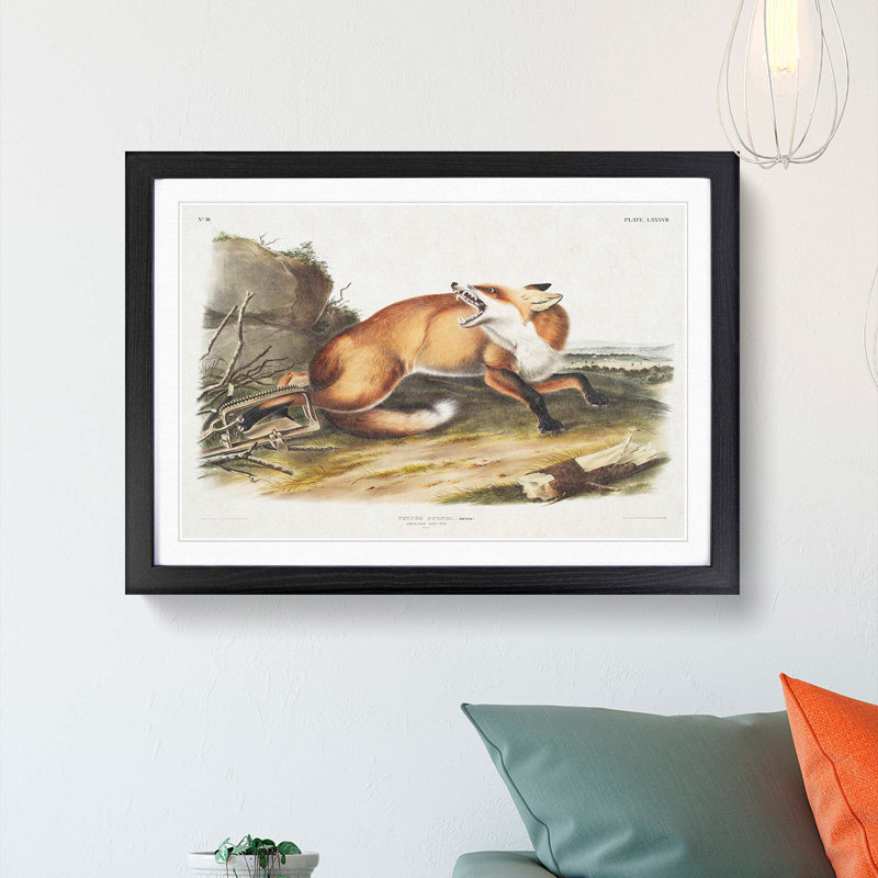 Red Fox Caught in a Trap by J.W. Audubon - Picture Frame Painting Print on MDF, 27cm H x 36cm W x 2cm D, Black Framed