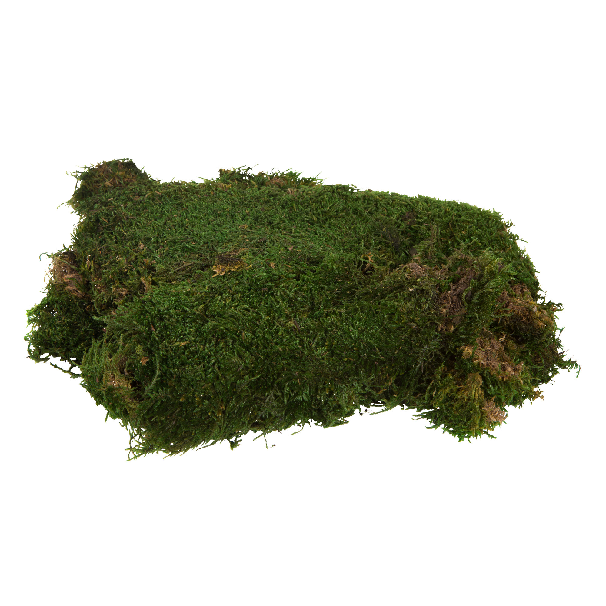 Bag of Green Sheet Moss, Preserved Primrue Size: 1 H x 1 W x 1 D
