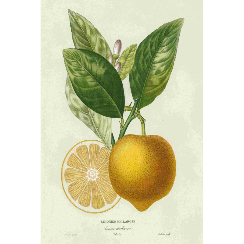 Citron français botanique III, H 18 po x l 12 po