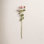 Rimma Ranunculus Stems