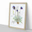 Himalayan Blue Poppy by W. H. Fitch - Picture Frame Painting Print on MDF-55580300-55580299