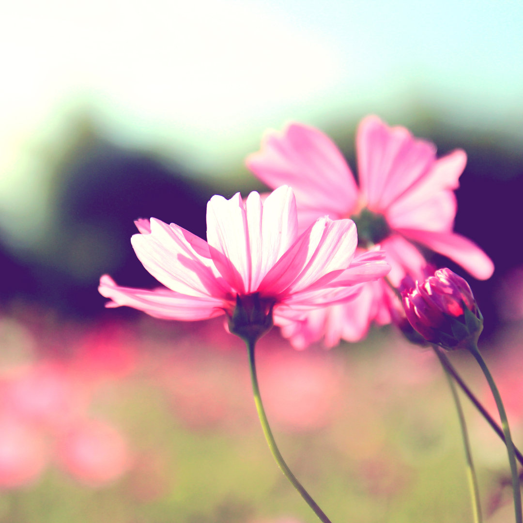 Leinwandbild Cosmos Blumen mit Retro Filter Effekt