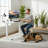Kaylan RISE Series Ergonomic Sit-Stand Single Motor Electric Desk-1678461305