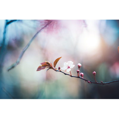 Blooming Cherry Branch - Wrapped Canvas Print