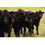 «Cows Hereford Holstein» par Chuckschugp photography