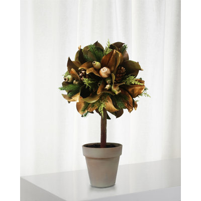 Feuille de magnolia en pot