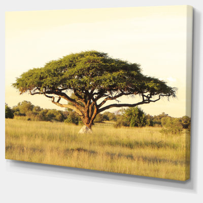 Acacia sur une plaine d'Afrique - reproduction de photo