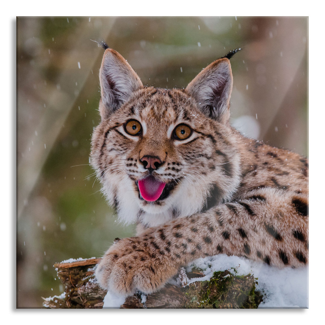 Ungerahmtes Foto auf Glas "Luchs auf schneebedecktem Baumstumpf"