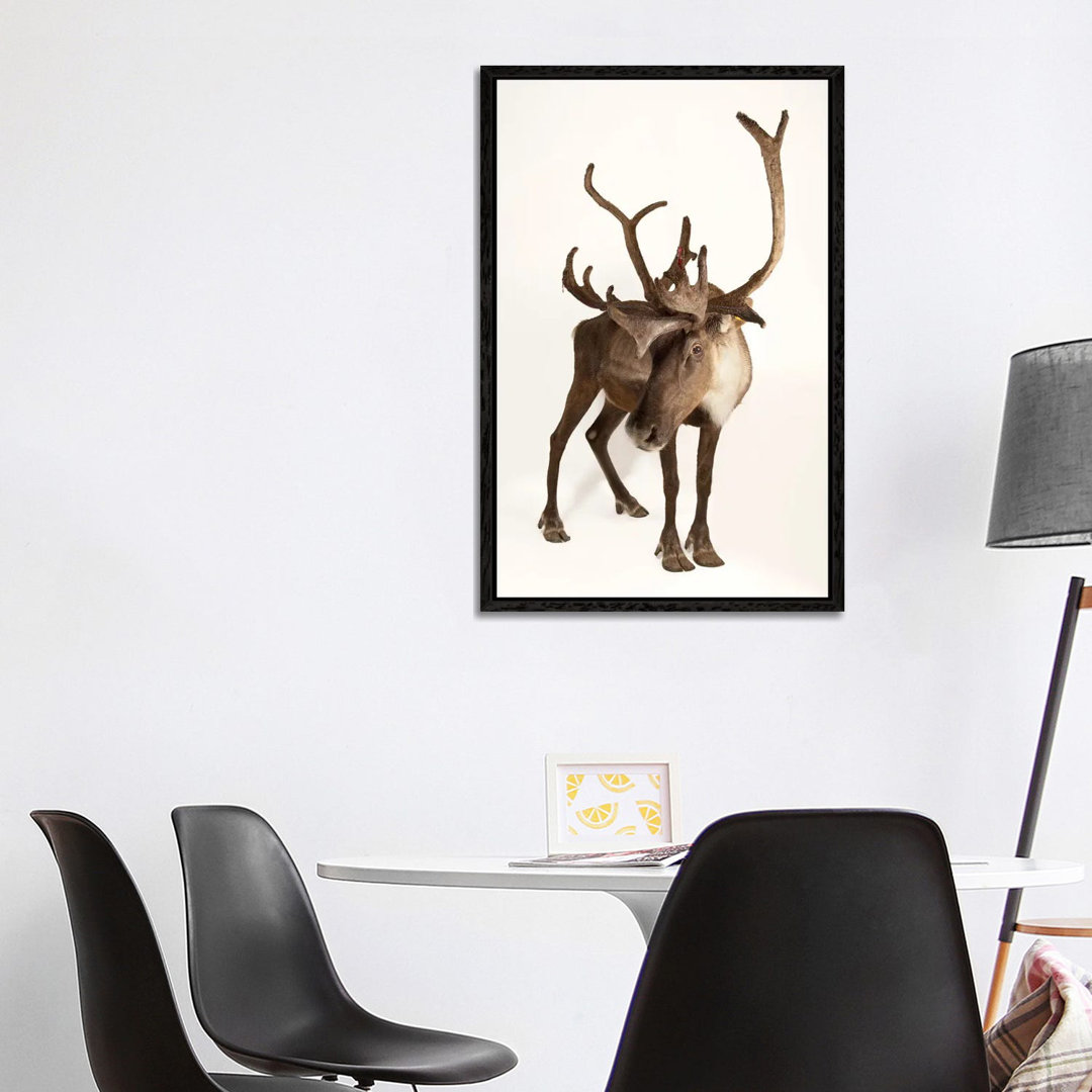 A Federally Endangered Woodland Caribou At New York State Zoo II von Joel Sartore - Gallery-Wrapped Canvas Giclée