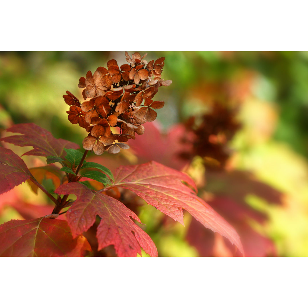 Leinwandbild Eichenblatthortensie im Herbst