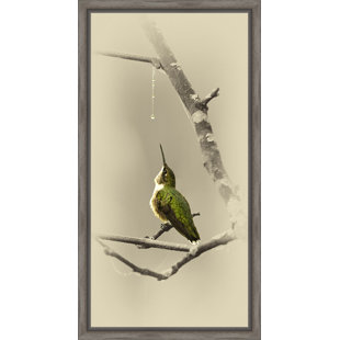 " Hummingbird With Dew Drop "