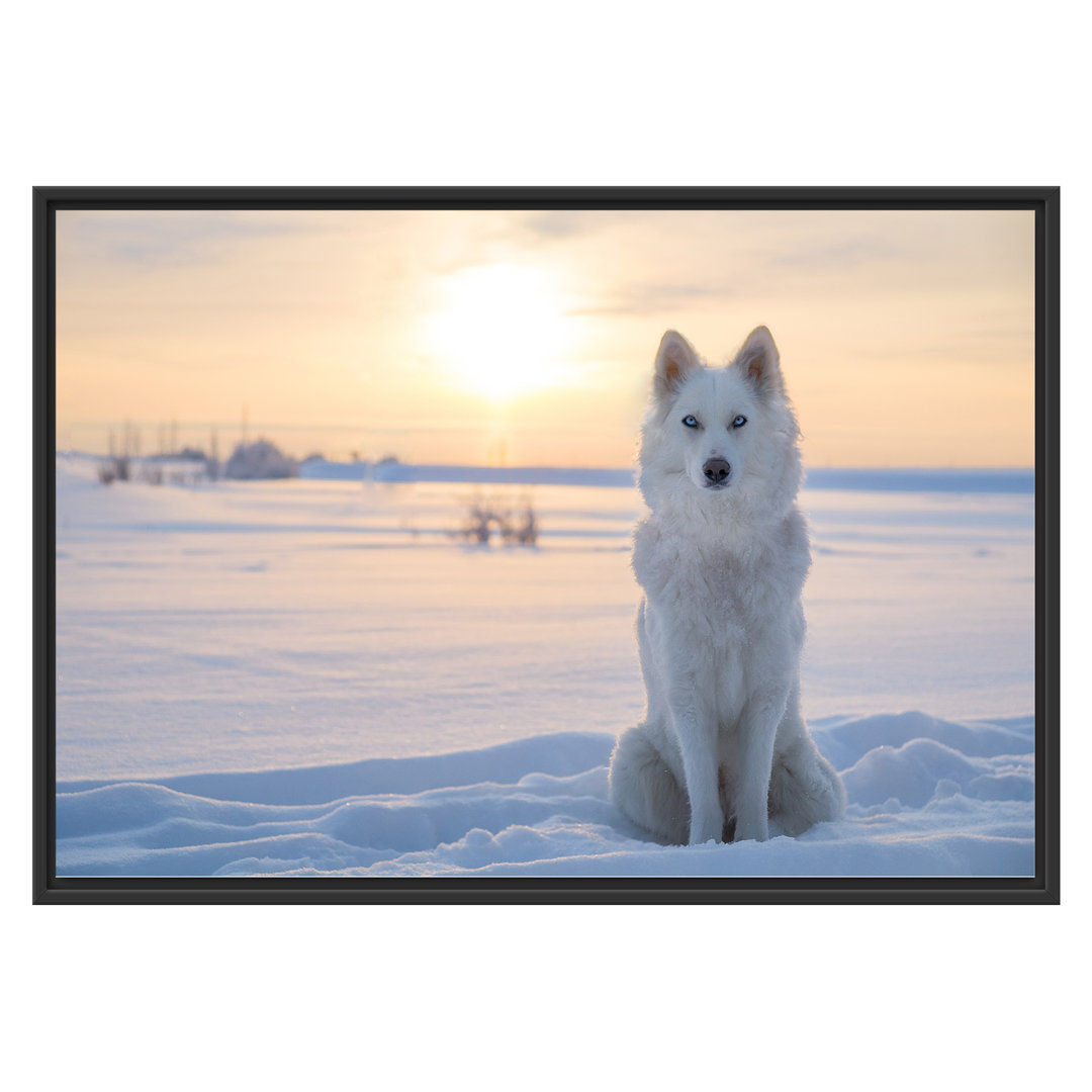 Gerahmtes Wandbild Weißer Wolf im Schnee