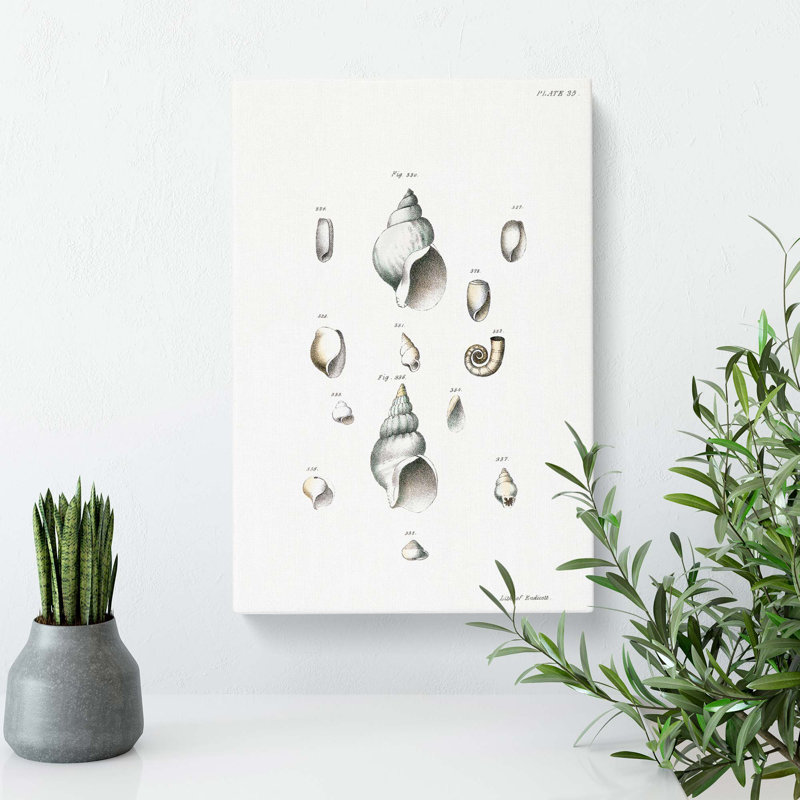 Types of Seashells PL. 35 by J.E. De Kay - Wrapped Canvas, 60 cm H x 40 cm W