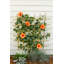 Treillage en bois Yarger-494741534
