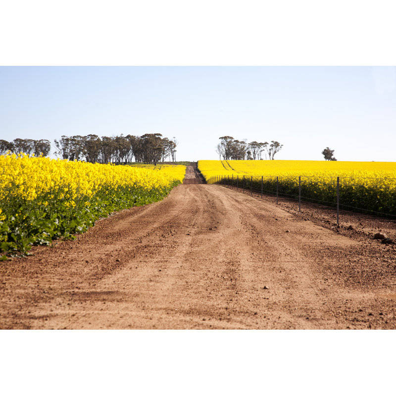 Champ de canola Red Dirt Road par Yellowsarah, H 12 po x l 18 po