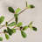 Artificial Olive Tree