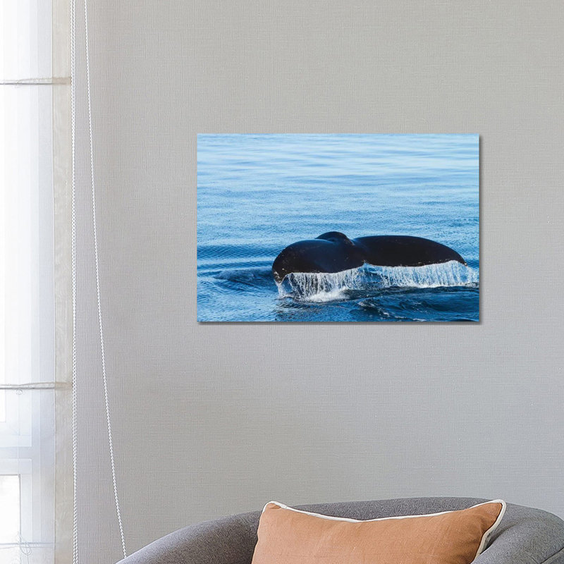 Water Flows Off A Humpback Whale's Tail As It Prepares To Dive, British Columbia by Brenda Tharp - Wrapped Canvas Gallery-Wrapped Canvas Giclée