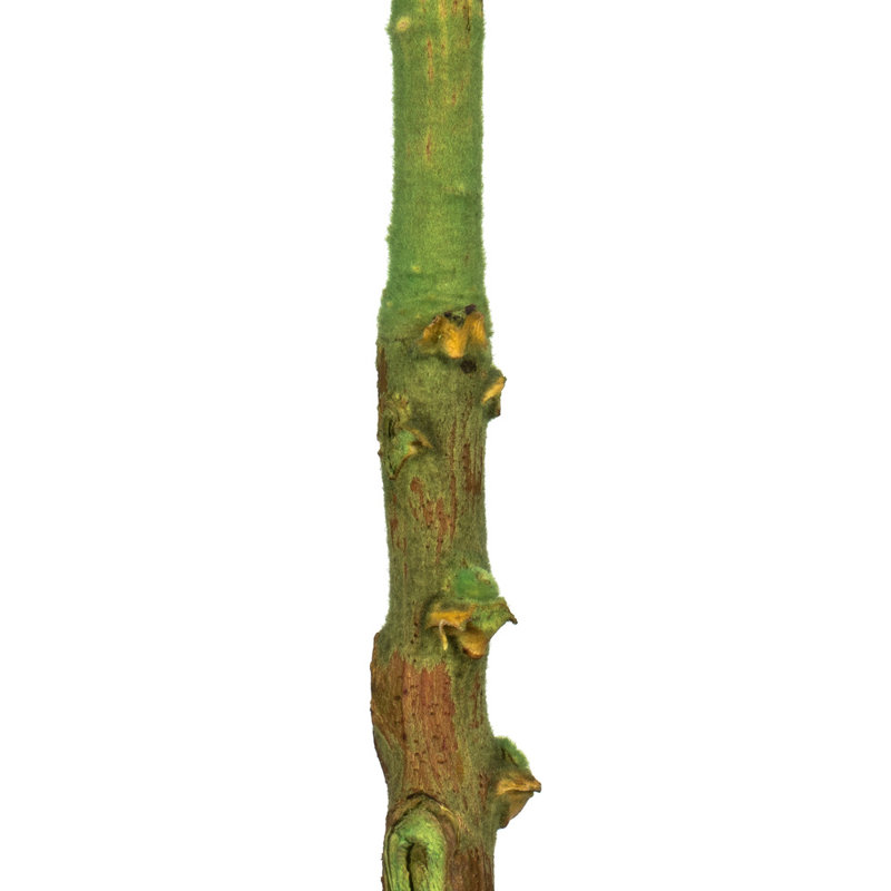 8" flower Basil Queen Flower, 1 stem, Dried