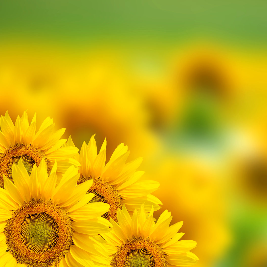 Yellow Sunflower Background by Feedough - Wrapped Canvas Print