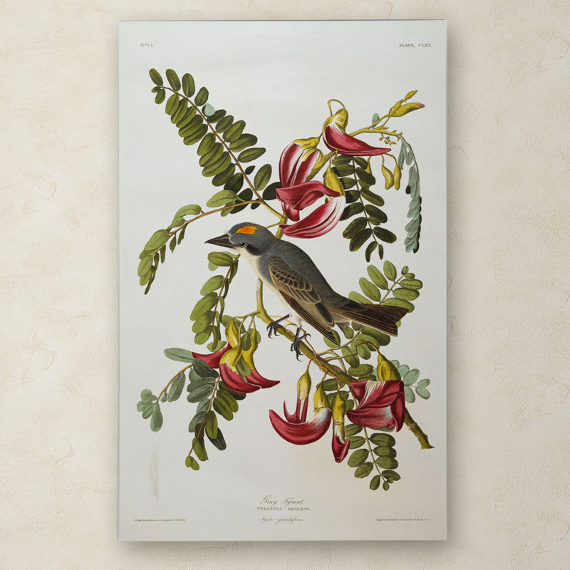 " Grey Tyrant Grey Kingbird " by John Audubon, 19" H x 12" W x 2" D