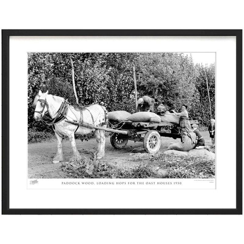 Paddock Wood, Loading Hops For The Oast Houses 1950 by Francis Frith - Single Picture Frame Print, 40cm H x 50cm W x 2.3cm D