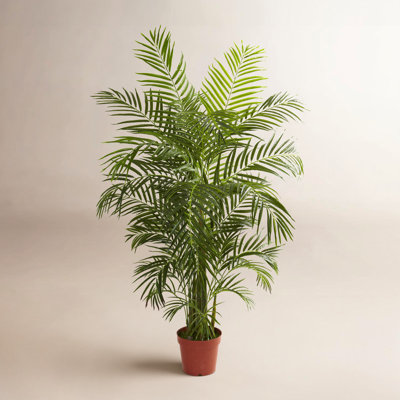 Sommer Areca Palm UV Resistant (Indoor/Outdoor)