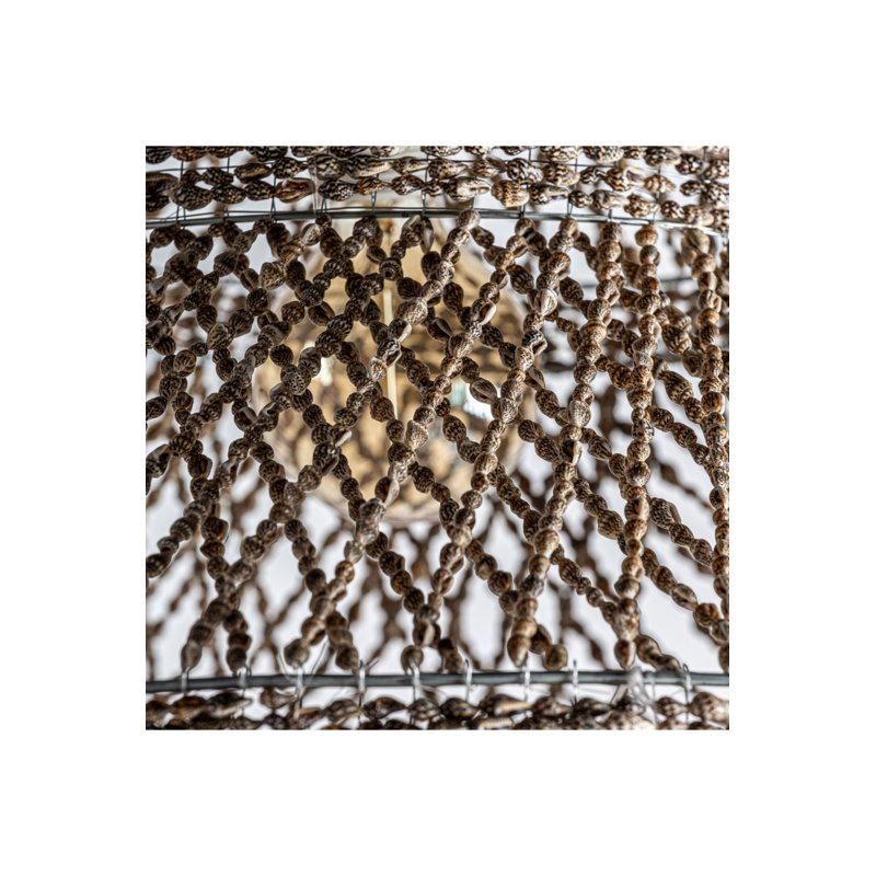 Brown Shell Bernhard