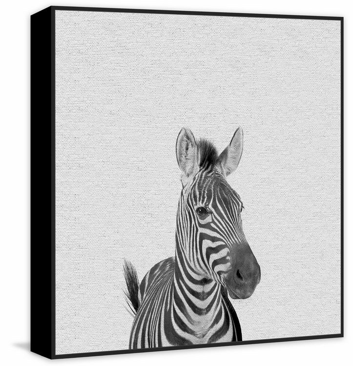 'Gazing Zebra' Floater Framed Canvas Print, 32" H x 32" W x 1.5" D